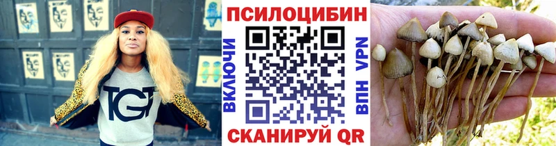 Купить  Суздаль  Псилоцибиновые грибы Psilocybine cubensis 